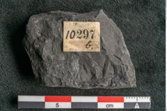 Foto (Detailansicht) von Camptopteris haastii Ettingshausen (NHMW-GEO-2024-0188-10297b)